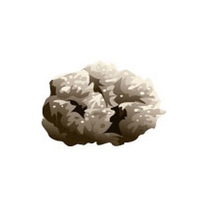 Calcified Coral